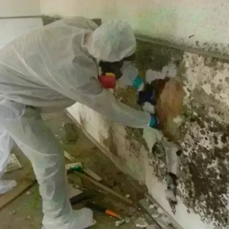 Mold Remediation and Removal in Mountain View, MO